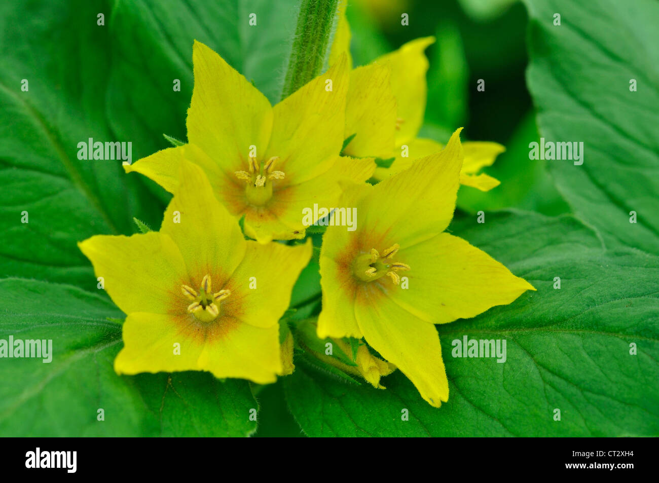 Eine Nahaufnahme von Gilbweiderich, einen gemeinsamen Garten Blume UK Stockfoto