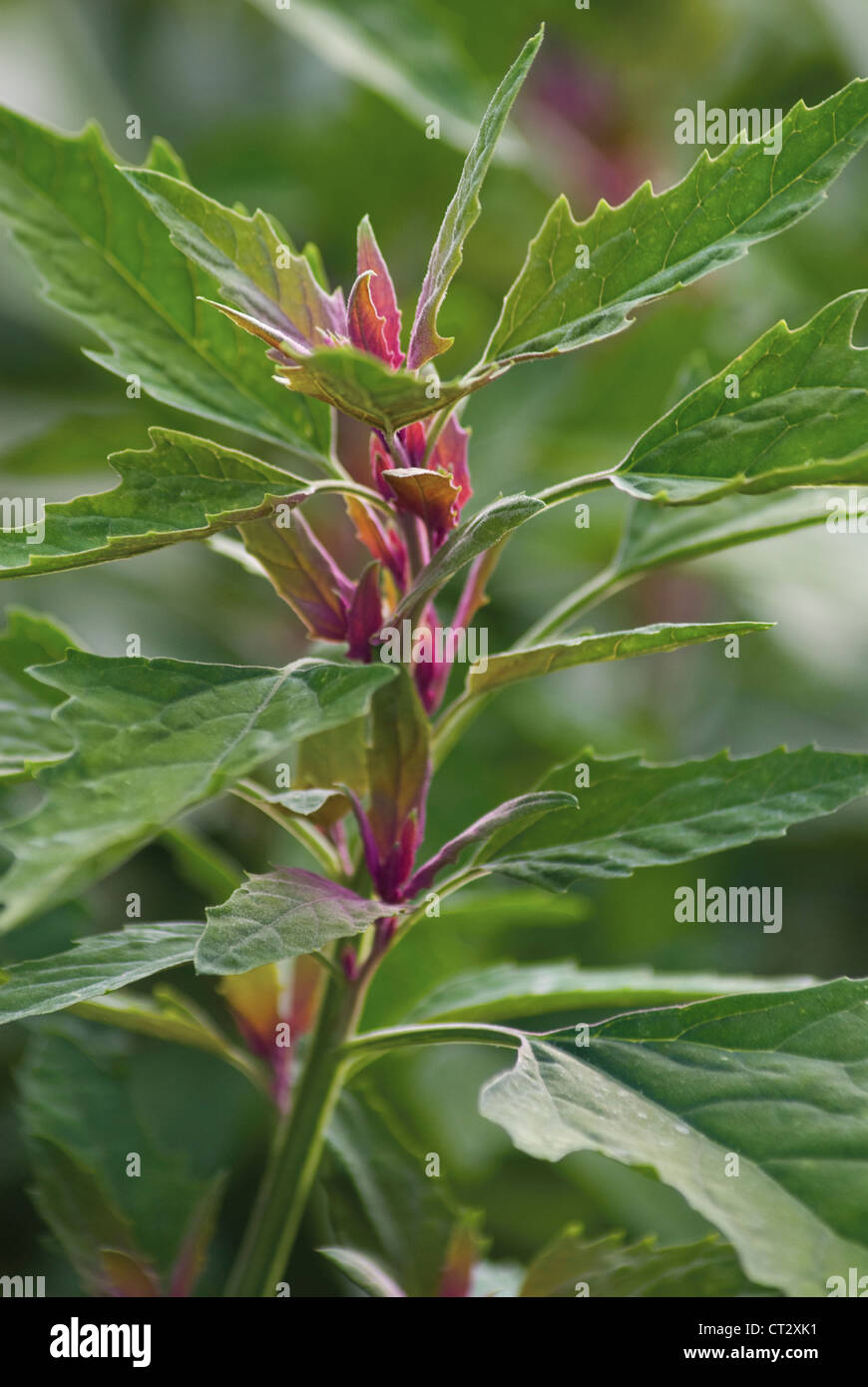 Chenopodium Giganteum, Baum-Spinat Stockfoto