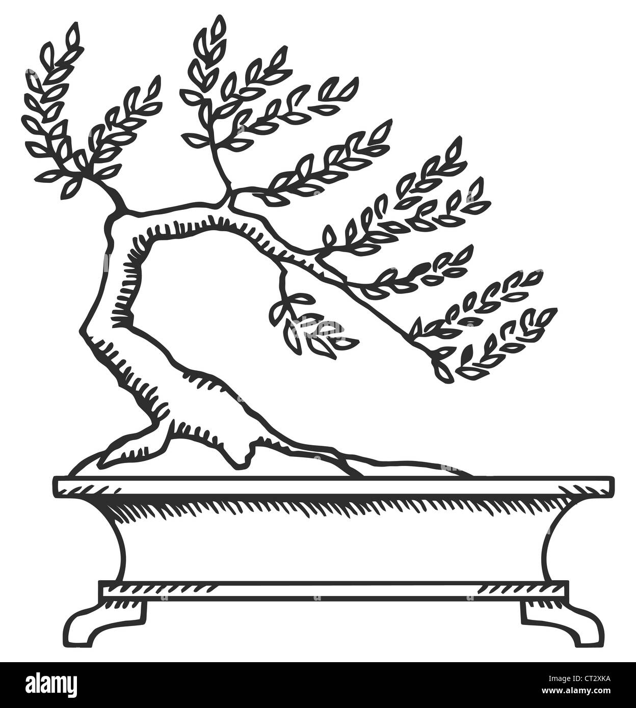 Bonsai. Schwarz und wei einen kleinen Baum zu zeichnen Stockfotografie -  Alamy