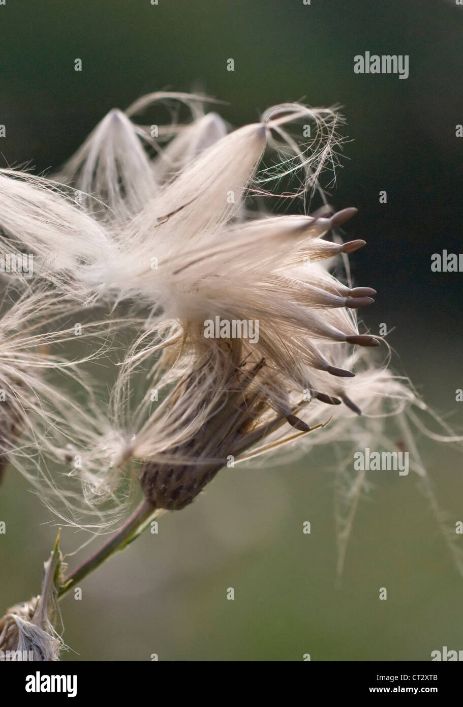 Cirsium Arvense, Distel, Creeping thistle Stockfoto