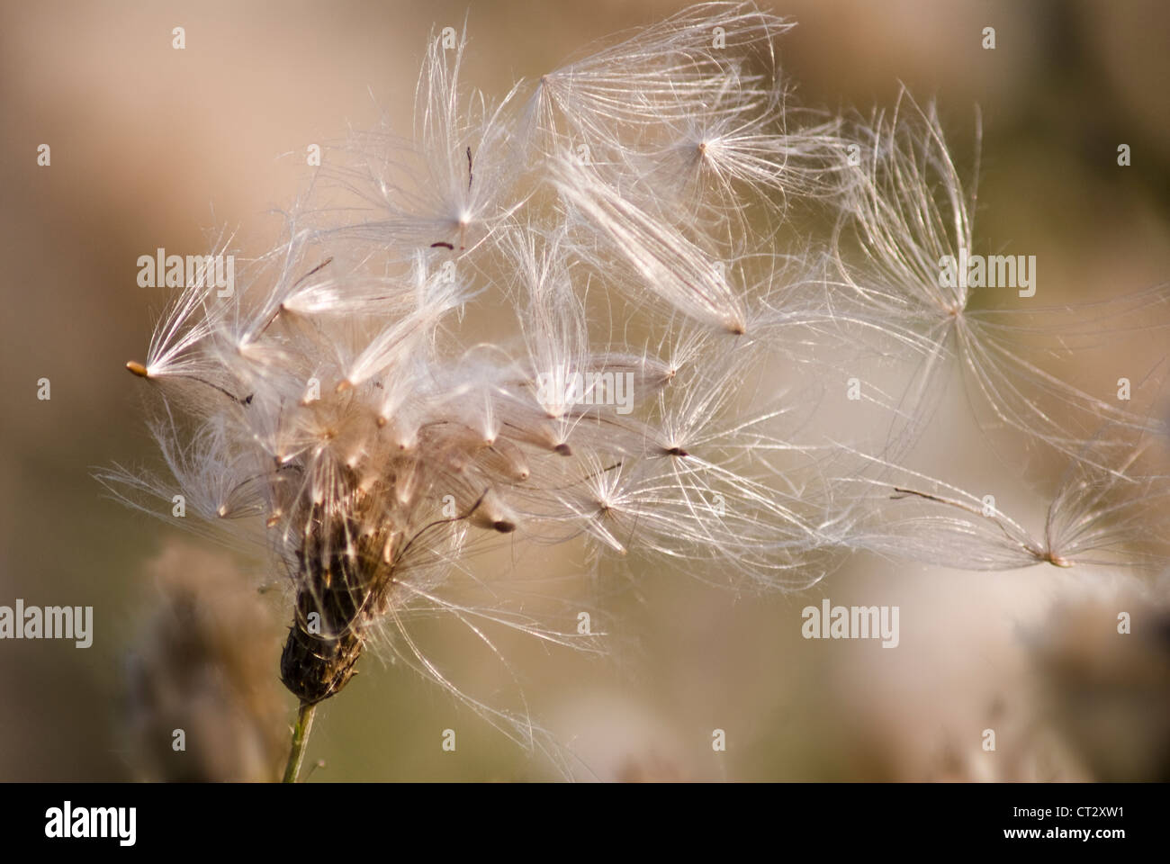 Cirsium Arvense, Creeping Thistle gefiederten Silber Samen im Wind wehen. Stockfoto