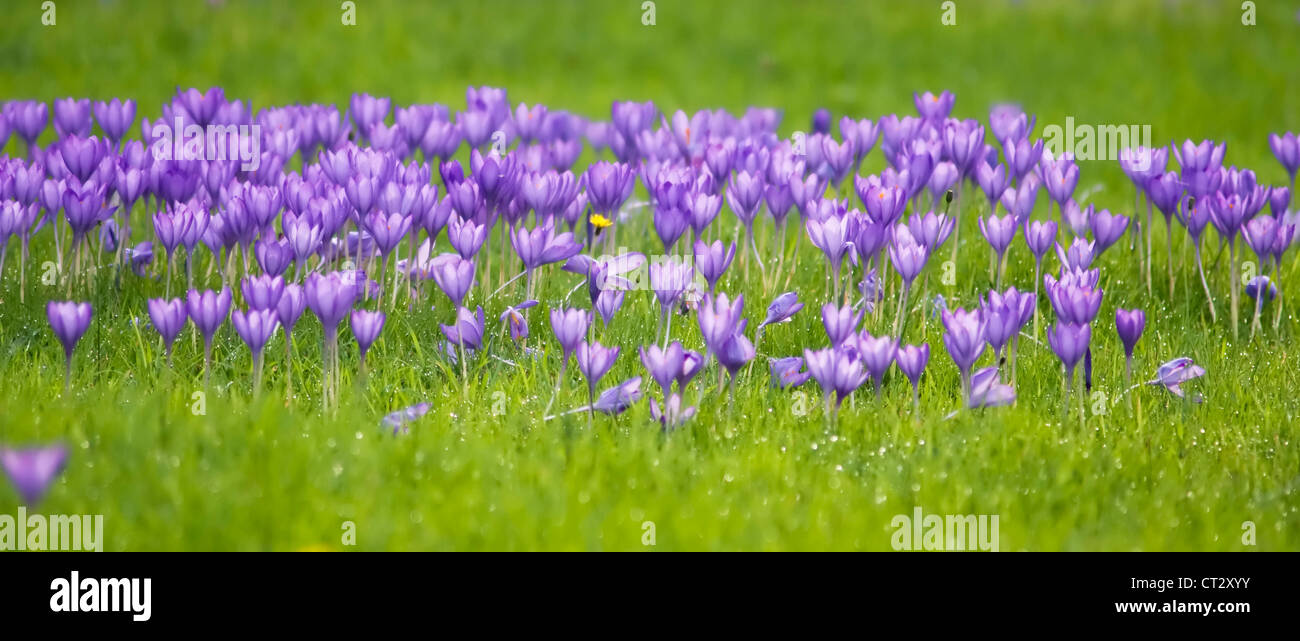 Crocus Vernus, Crocus Stockfoto