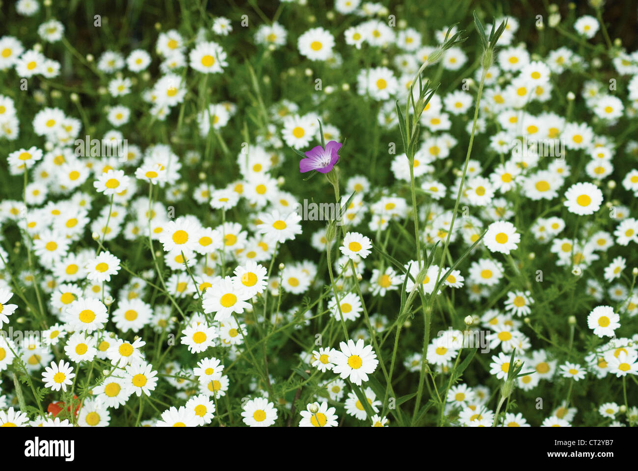 Agrostemma umbellatum, Corncockle, gemeinsame Stockfoto