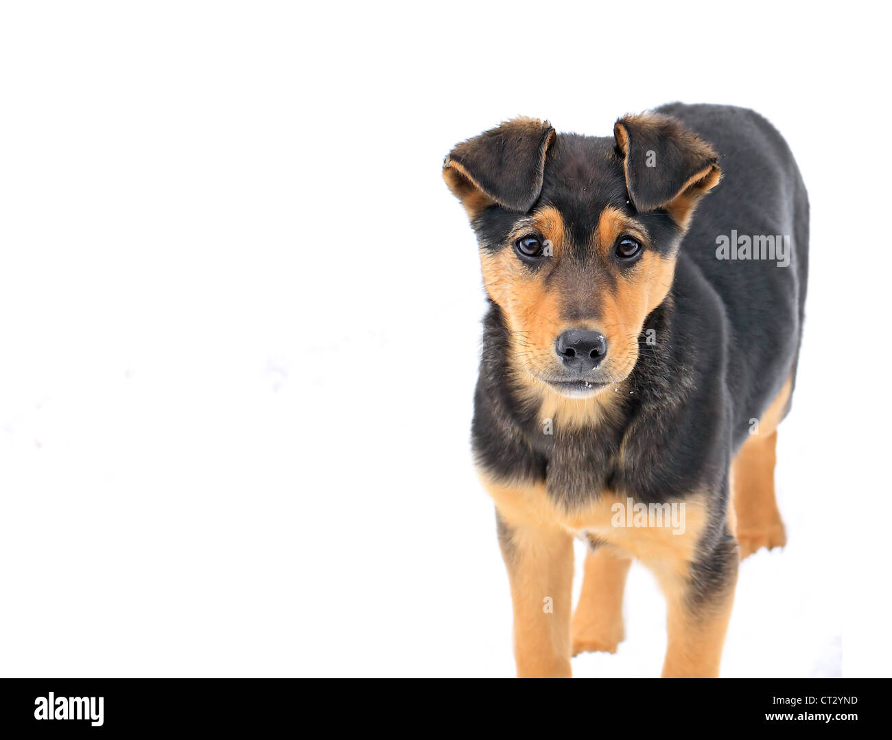 streunender Hund auf weißem Hintergrund Stockfoto