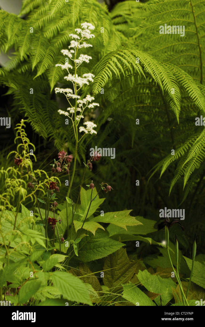 Rodgersia Podophylla, Rodgersia Stockfoto