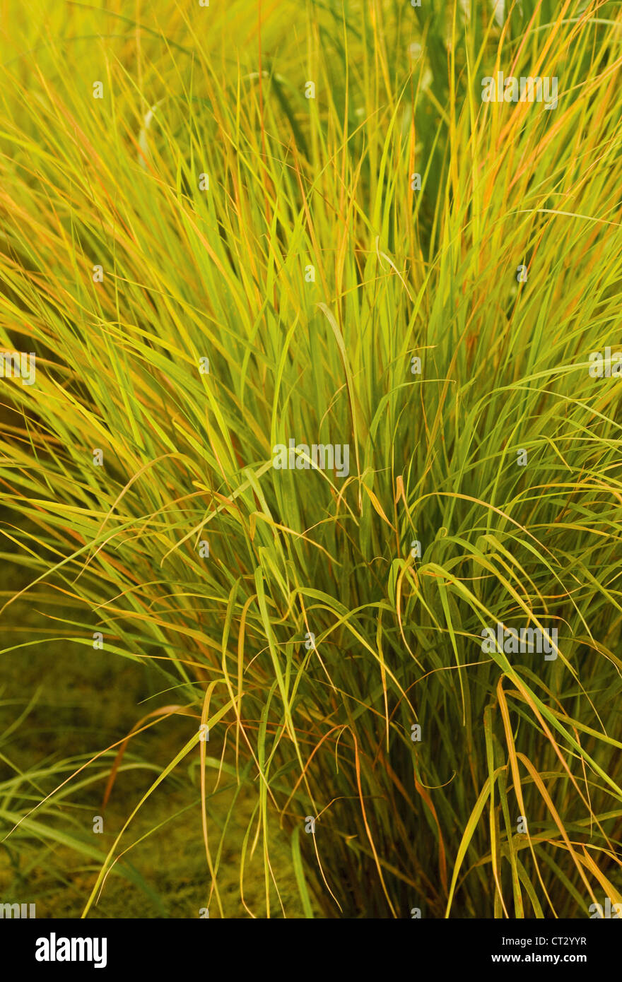 Stipa Arundinacea "Herbst Tönungen", Pheasant tail grass Stockfoto