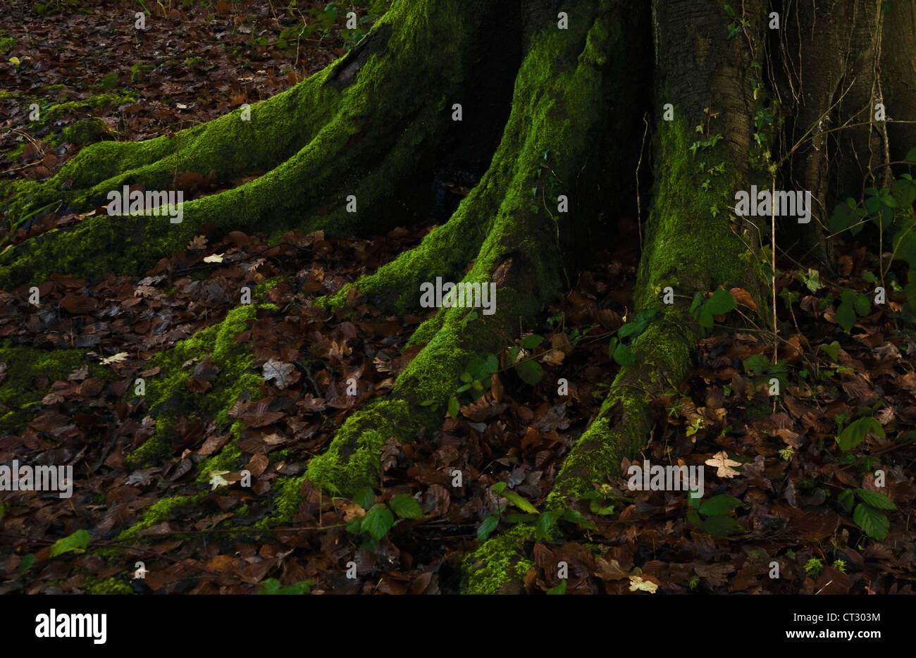 Fagus Sylvatica, Buche Stockfoto