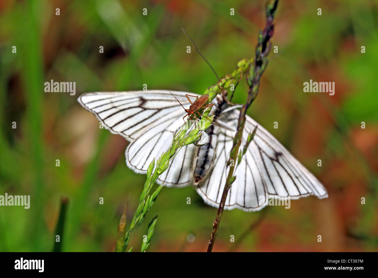 erbleichen Schmetterling auf grünem Hintergrund Stockfoto