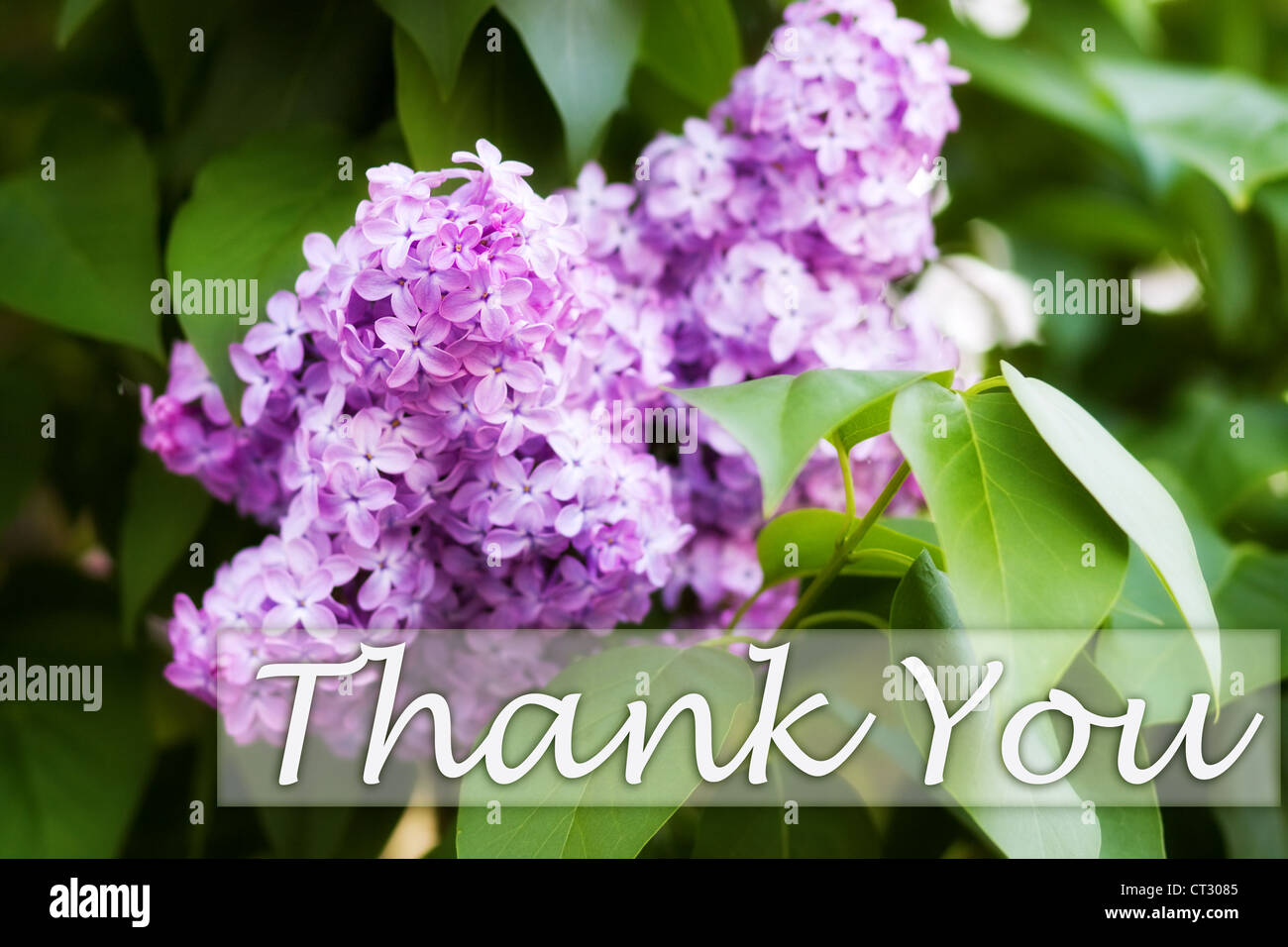 "Thank You" - Grußkarte mit schönen lila Blüten. Dieses Bild ist exklusiv bei Alamy. Stockfoto