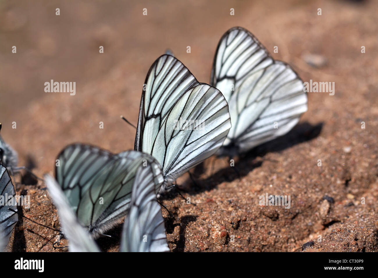 Schmetterlinge auf dem land Stockfoto