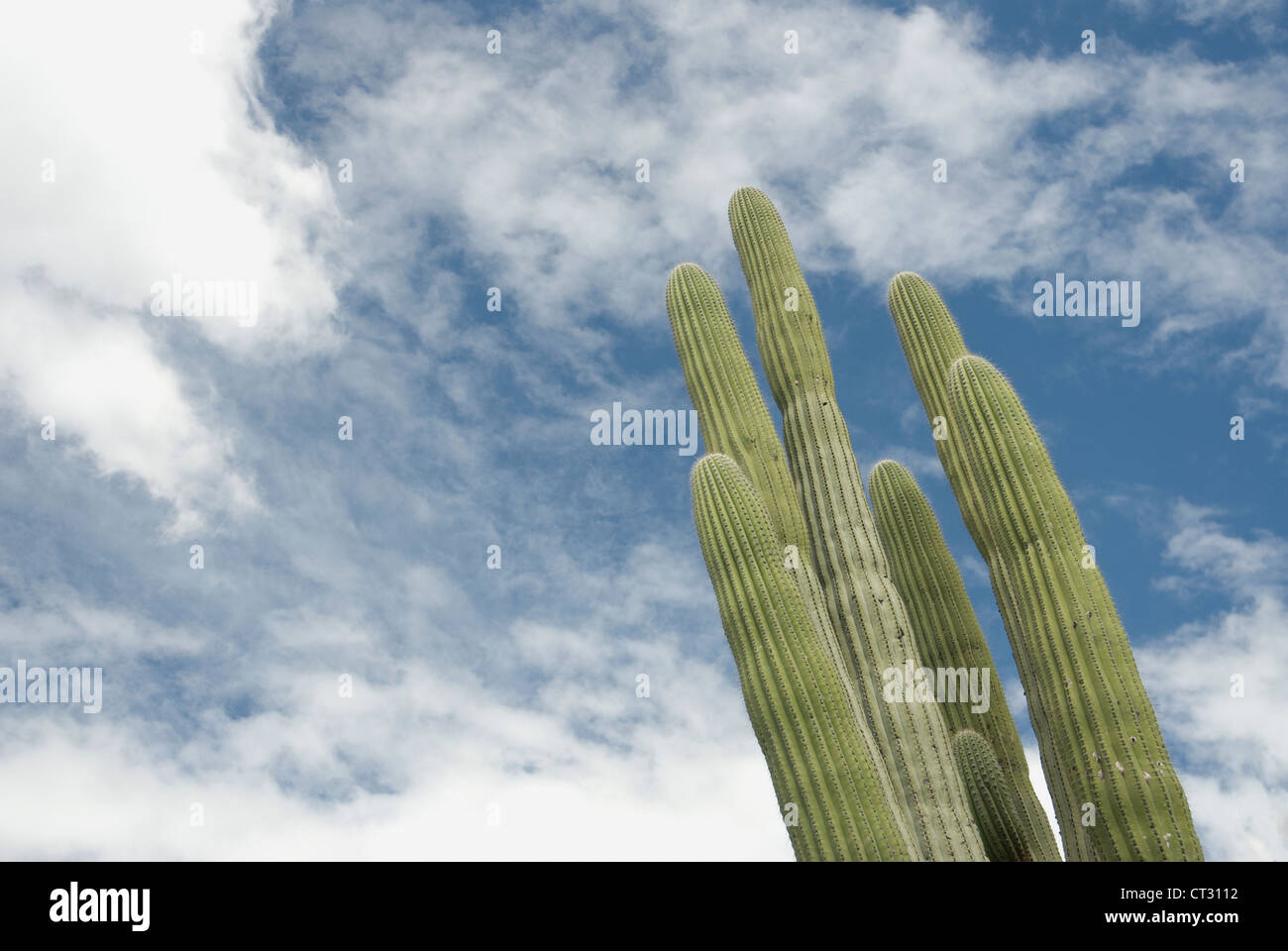 Saguaro Kaktus Carnegiea Gigantea, grüne Speere von säulenförmigen Sukkulenten vor blauem Himmel mit Wolken. Stockfoto
