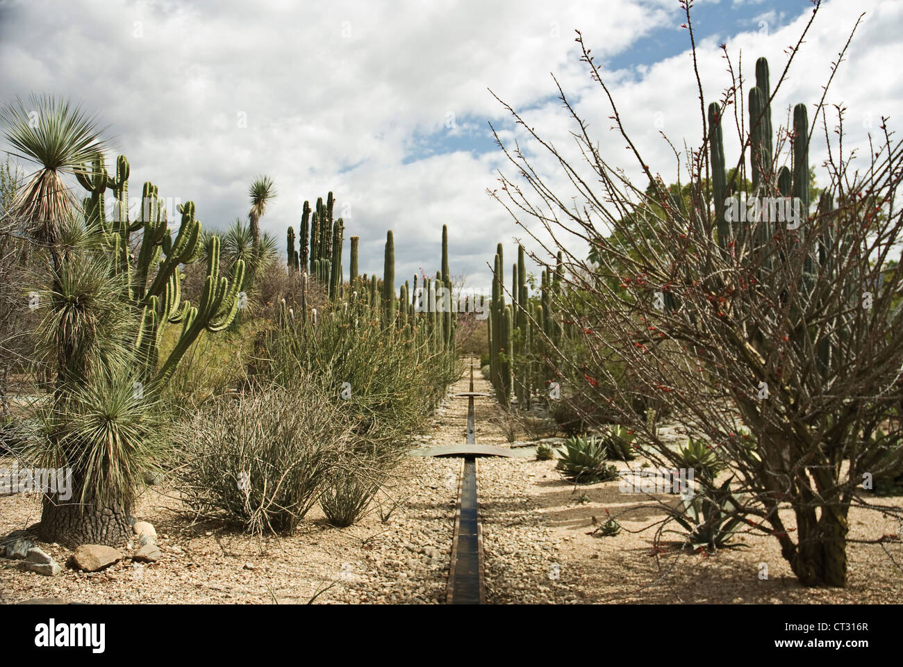 Carnegiea Gigantea, Kaktus, Saguaro Kaktus Stockfoto