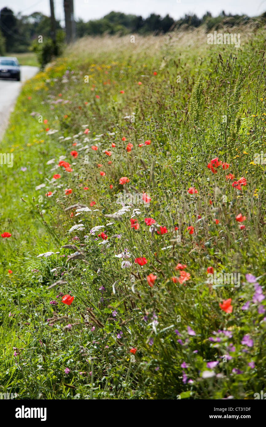 Am Straßenrand kurz vor. Mohn, Poppy & andere britische Wildblumen am Straßenrand in ländlichen Norfolk, Großbritannien. Stockfoto