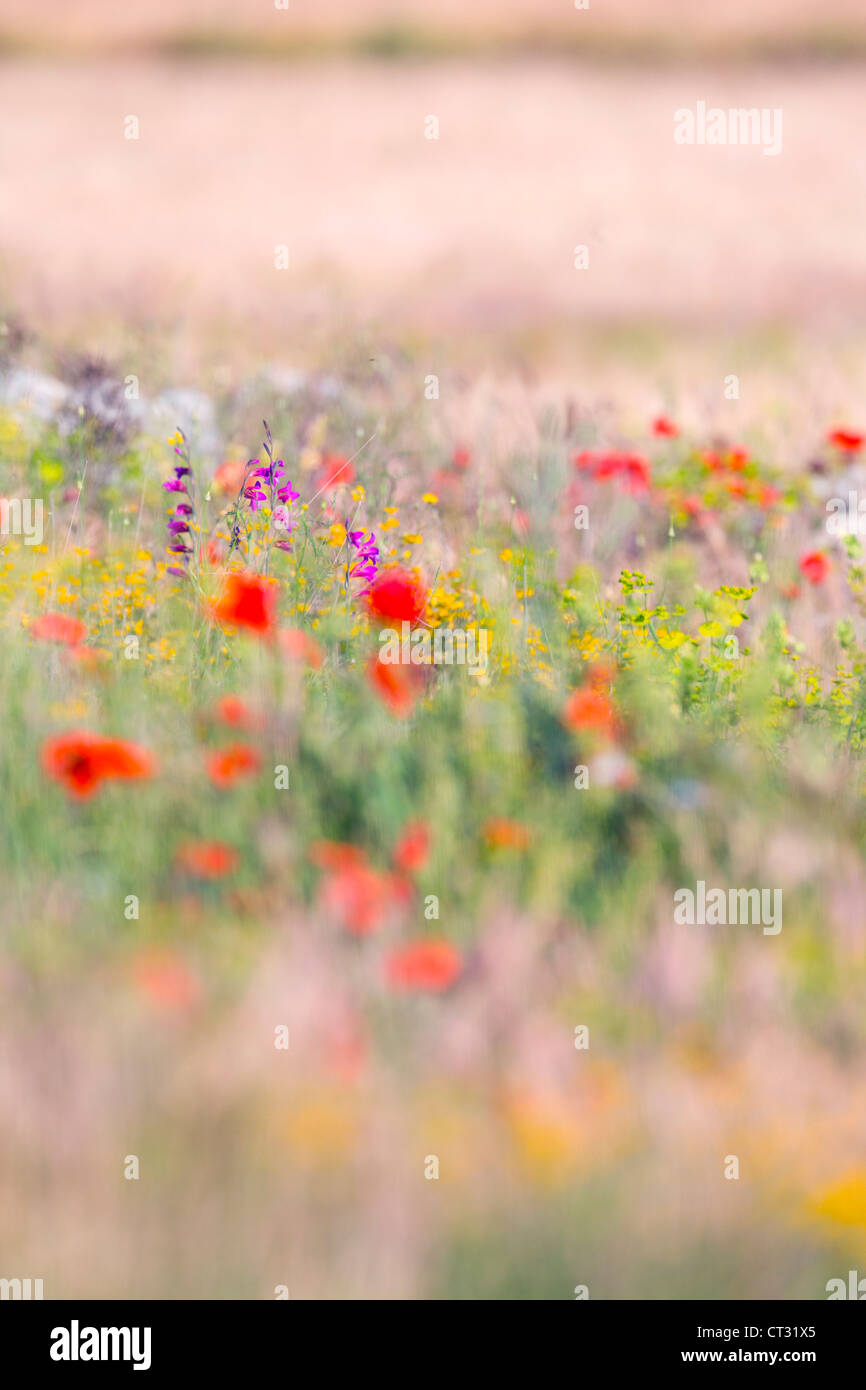 Ackerland Blüten; Wiese; Montgai; Katalonien; Spanien Stockfoto