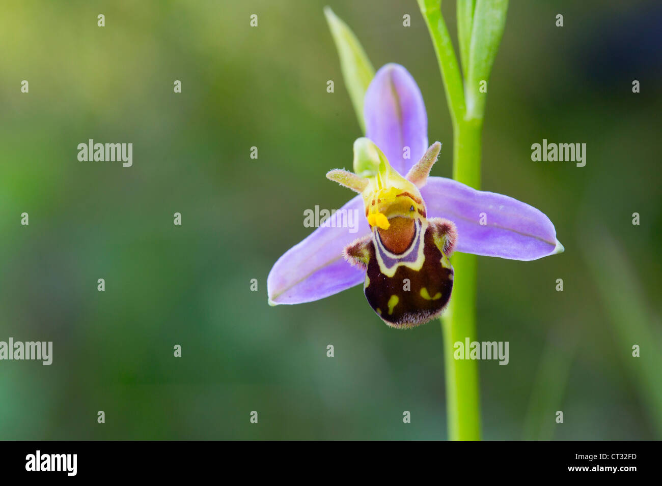 Biene Orchidee; Ophrys Apifera; Kantabrien; Spanien Stockfoto