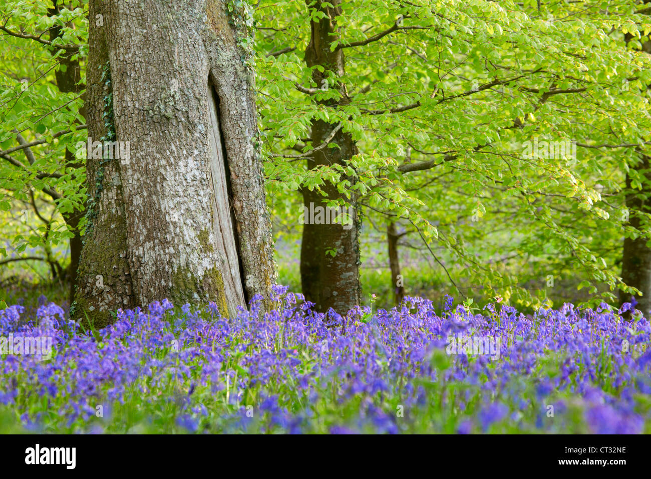 Bluebell Holz; Hycinthoides non-Scripta; Frühling; Cornwall; UK Stockfoto