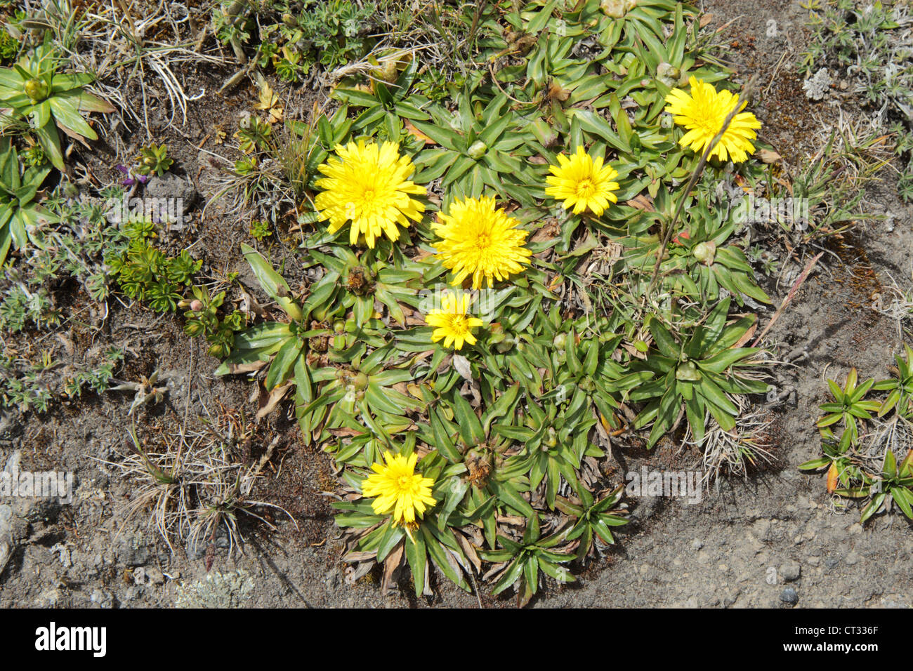 Gelbe Wildblumen im Hochland Anden von Ecuador Stockfoto