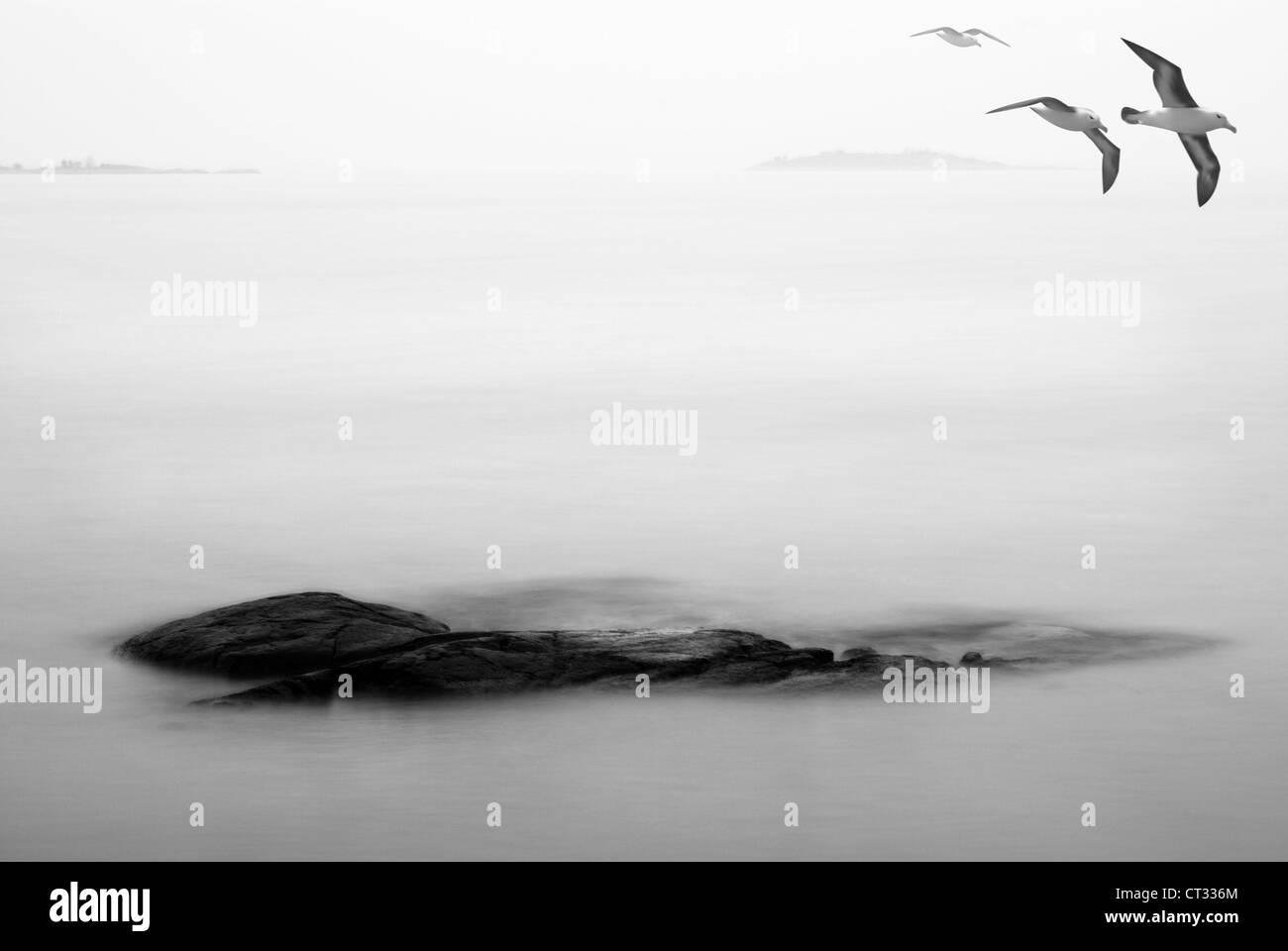 Möwen fliegen über die Inseln in eine Herbstlandschaft, schwarz / weiß Fotografie und illustration Stockfoto