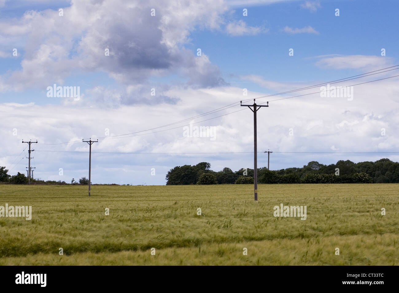 Hordeum Vulgare beginnend, in einem Feld zu Reifen. Gerstenfeld in der englischen Landschaft. Stockfoto
