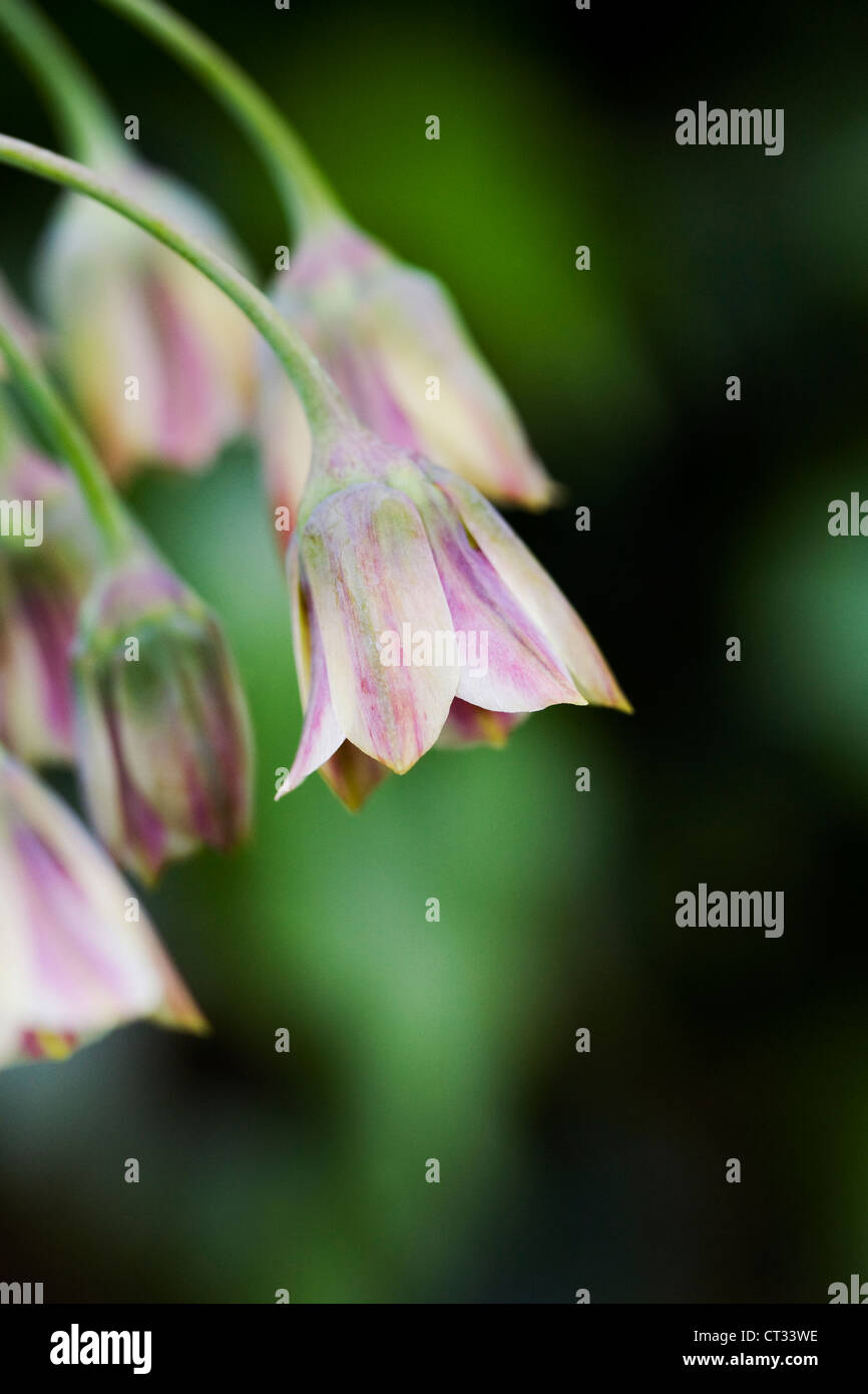 Nectaroscordum Siculum wächst in einem englischen Garten. Sizilianischen Honig Knoblauch. Stockfoto