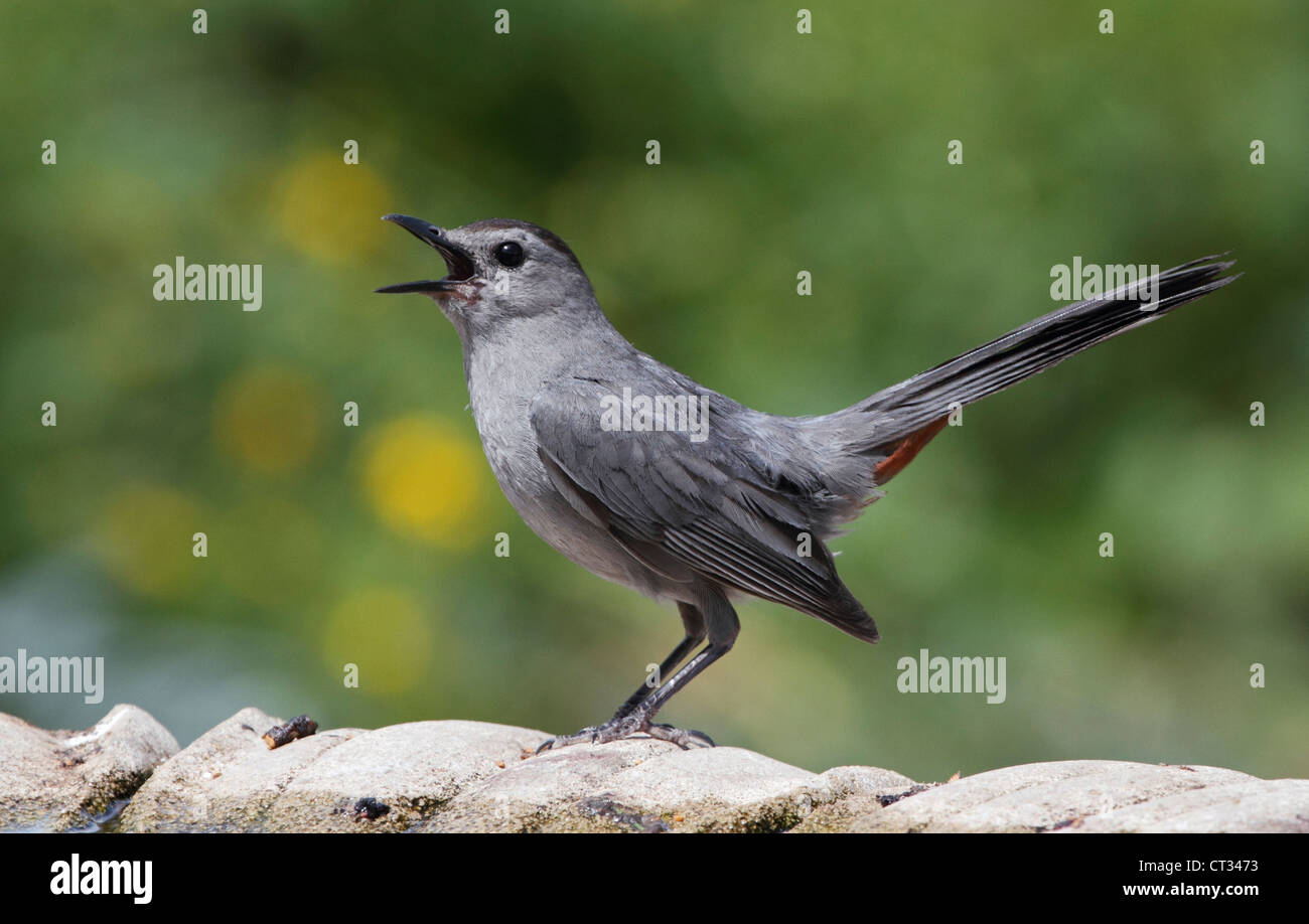 Eine graue Catbird, Dumetella Carolinensis, bei einem Vogelbad. Richard DeKorte Park, Lyndhurst, New Jersey, USA Stockfoto