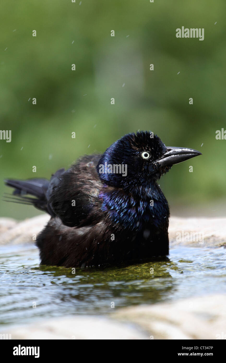 Eine gemeinsame Grackle, Quiscalus Quiscula bei einem Vogelbad. Richard DeKorte Park, Lyndhurst, New Jersey, USA Stockfoto