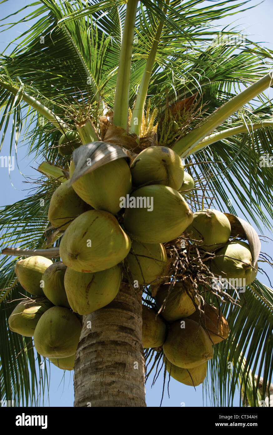 Cocos Nucifera, Kokospalme Stockfoto