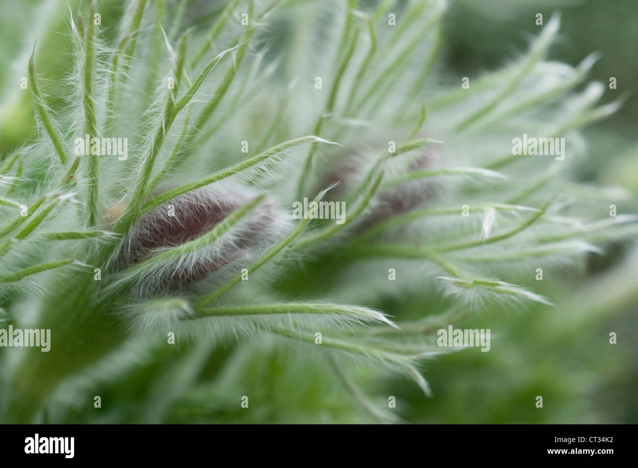 Kuhschelle Pulsatilla alpina Stockfoto