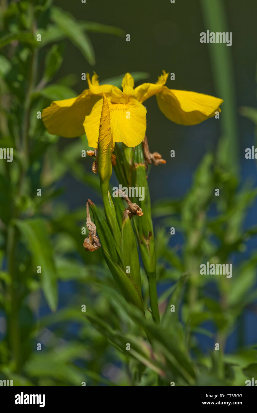 Gelbe Iris (Pseudocornis). London Wetland Centre. Barnes. WWT. Wildgeflügel und Feuchtgebiete Vertrauen. Frühjahr - Frühsommer. Stockfoto