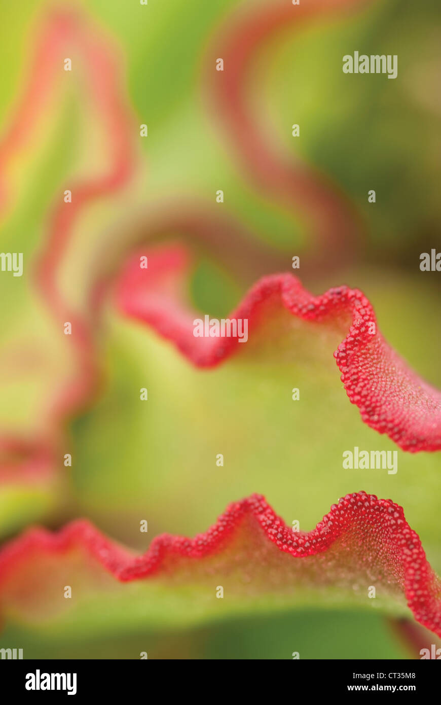 Cotyledon Orbiculata, Runde blätterte Nabel-Scharte oder Schweine Ohr. Hügelige grüne Blätter mit rot umrandet. Stockfoto