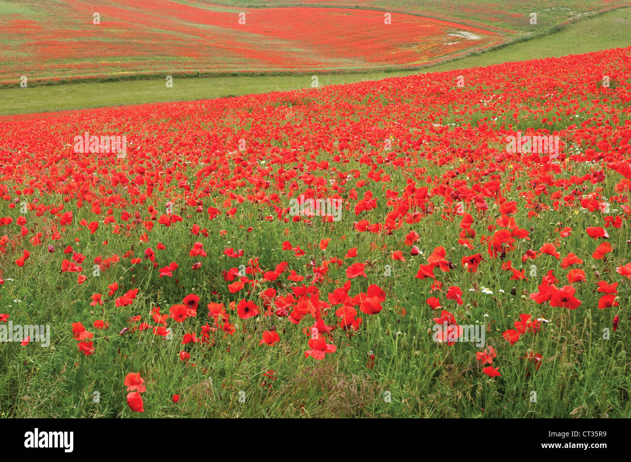 Feld mohn flandern mohn rote mohnblume -Fotos und -Bildmaterial in ...