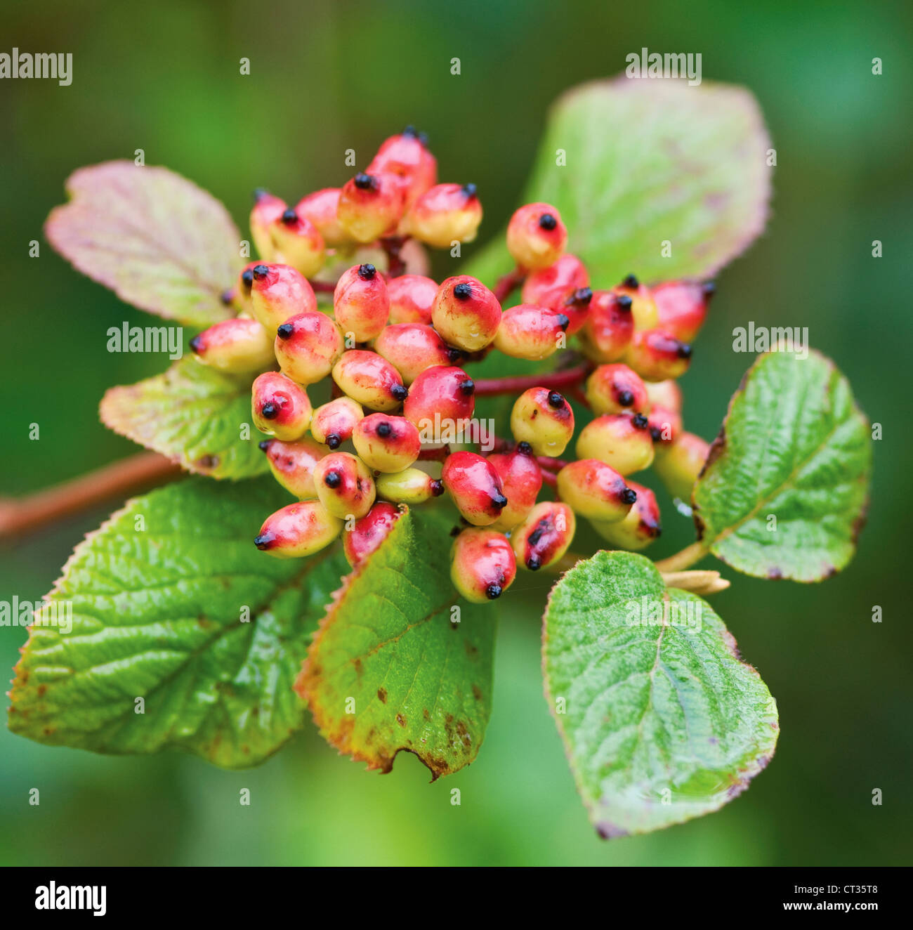 Viburnum Lantana, Wayfaring Baum Stockfoto