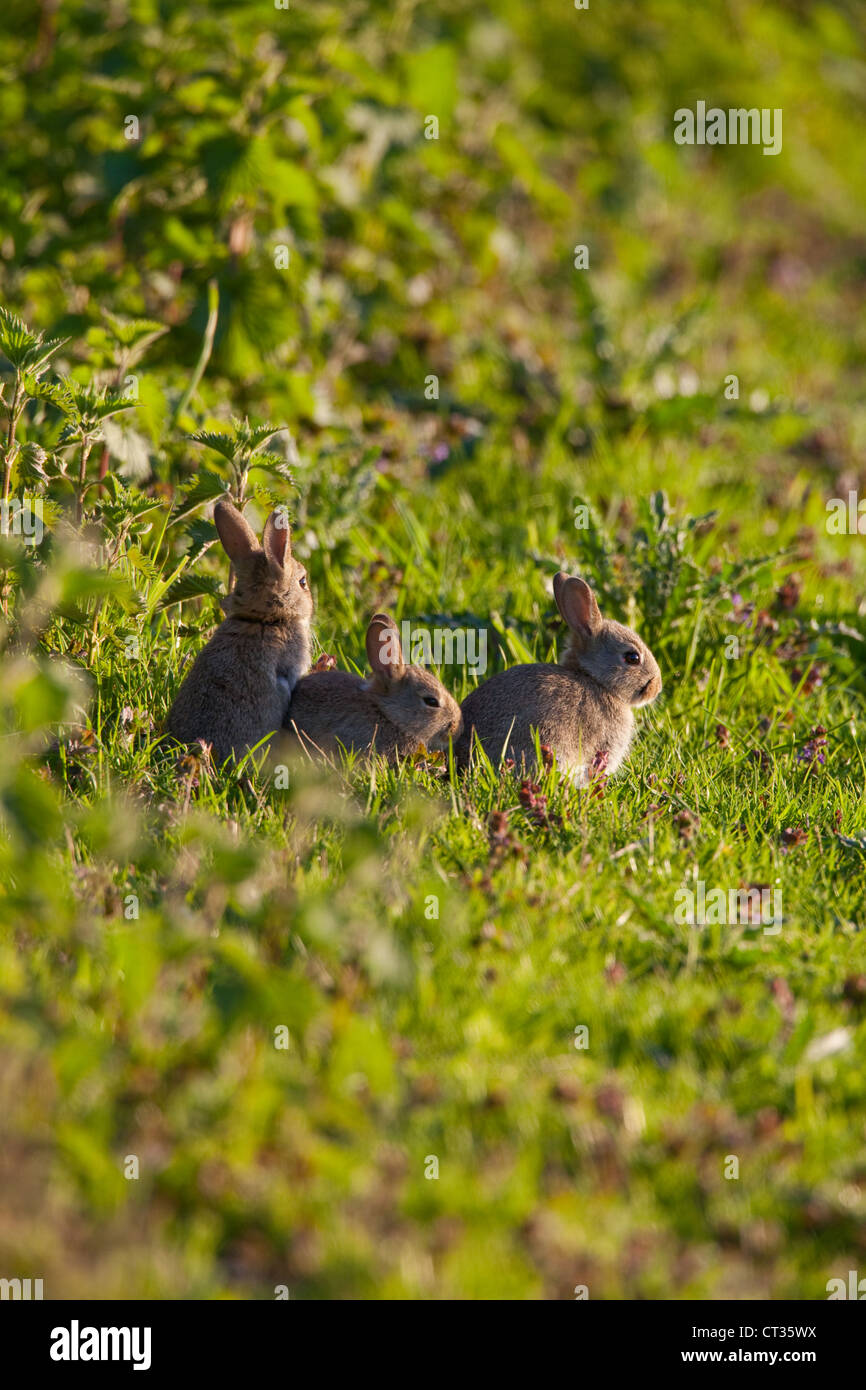 Junge Kaninchen (Oryctolagus Cuniculus). Von einer Hecke eingraben und am Rande einer Ackerfläche. Mai. Norfolk. Abendlicht. Stockfoto