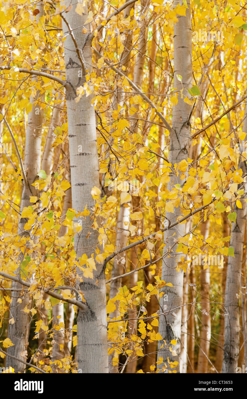 Betula, Birke Stockfoto