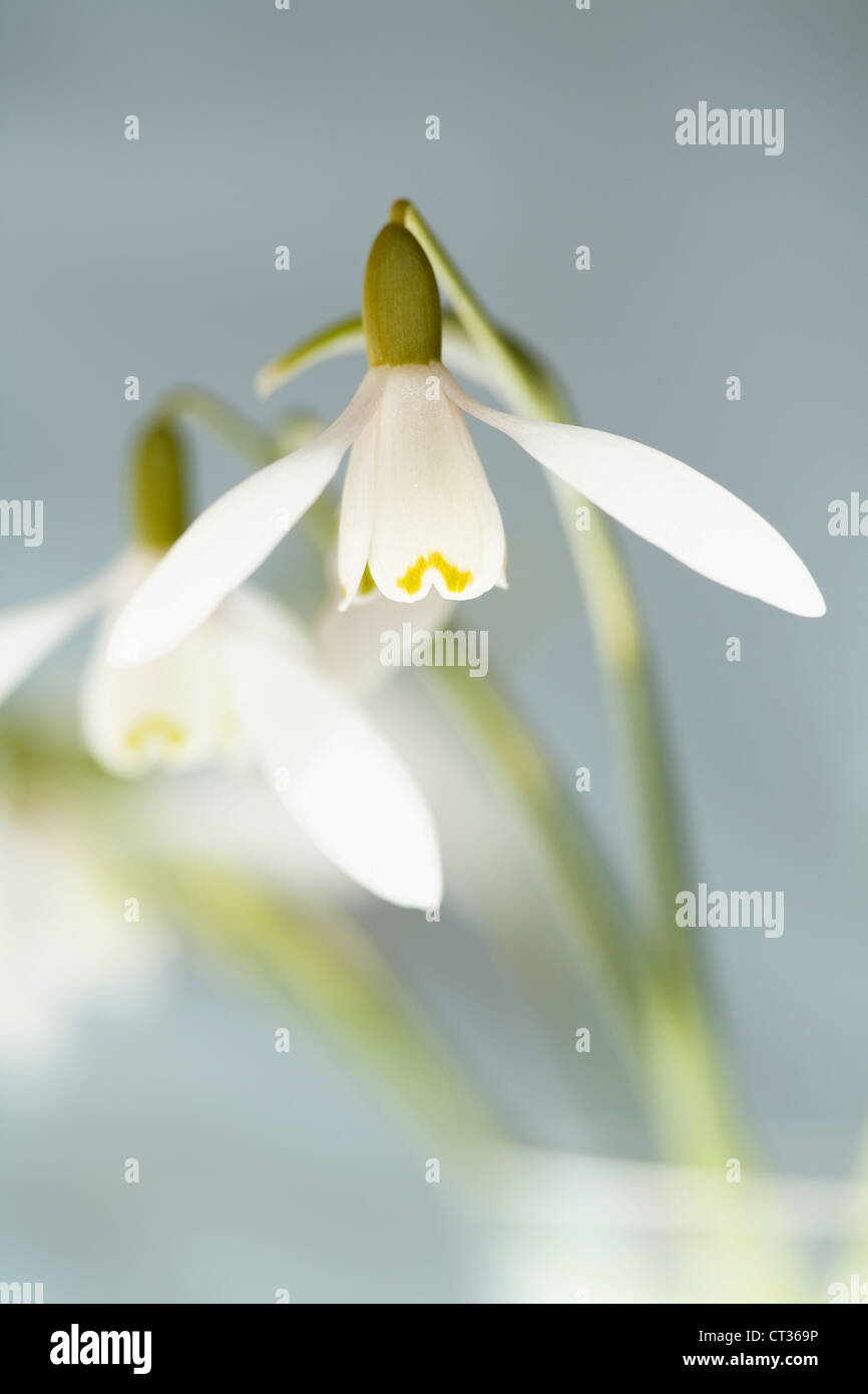 Galanthus Nivalis, Schneeglöckchen, hängenden weißen Blüten auf Stielen in einer Glasvase auf einem grauen Hintergrund. Stockfoto