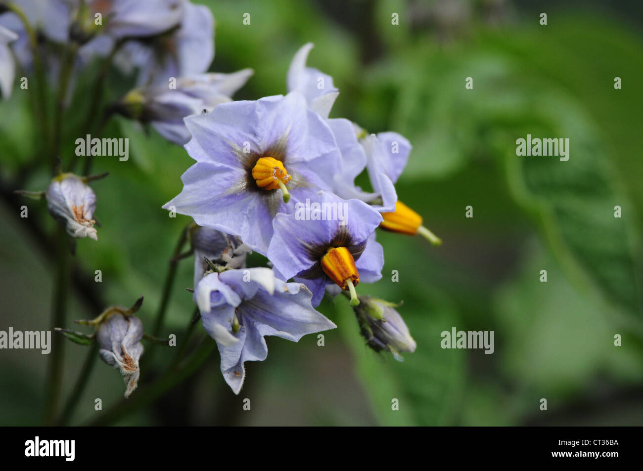 Kartoffelpflanze, die Blüte im Frühjahr Stockfoto