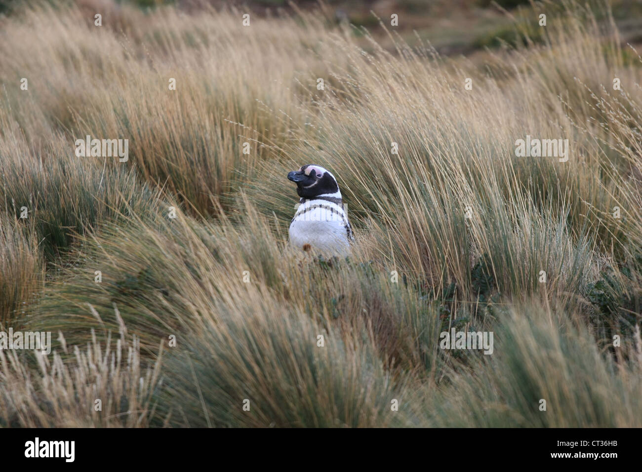 Magellan-Pinguin im Otway Reserve, Punta Arenas, Chile Stockfoto