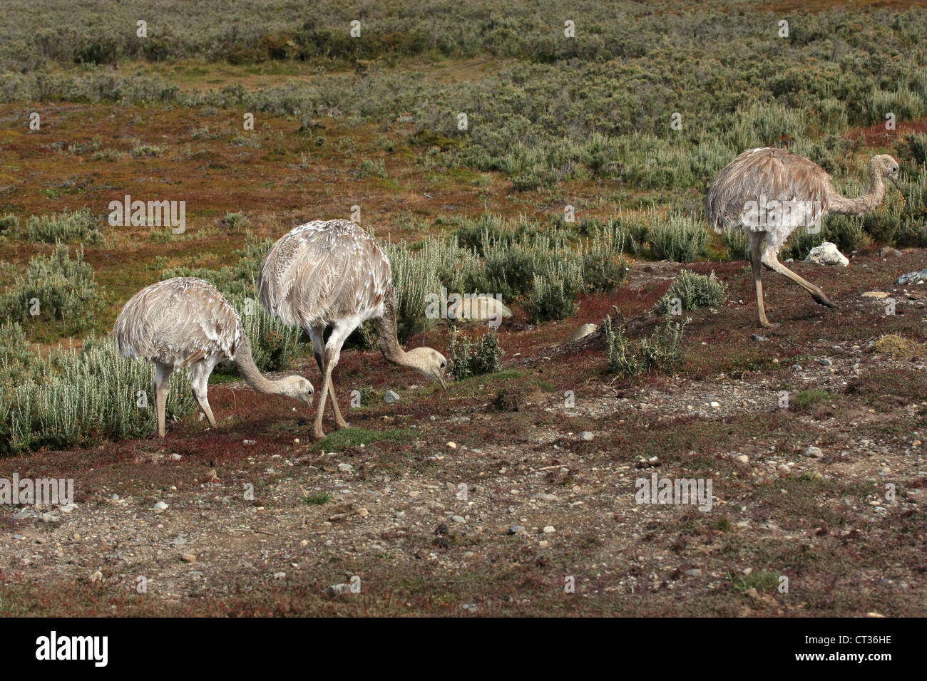 Drei kleinere Rhea Vögel (Darwins Rhea) in Patagonien, nordwestlich von Punta Arenas, Chile Stockfoto