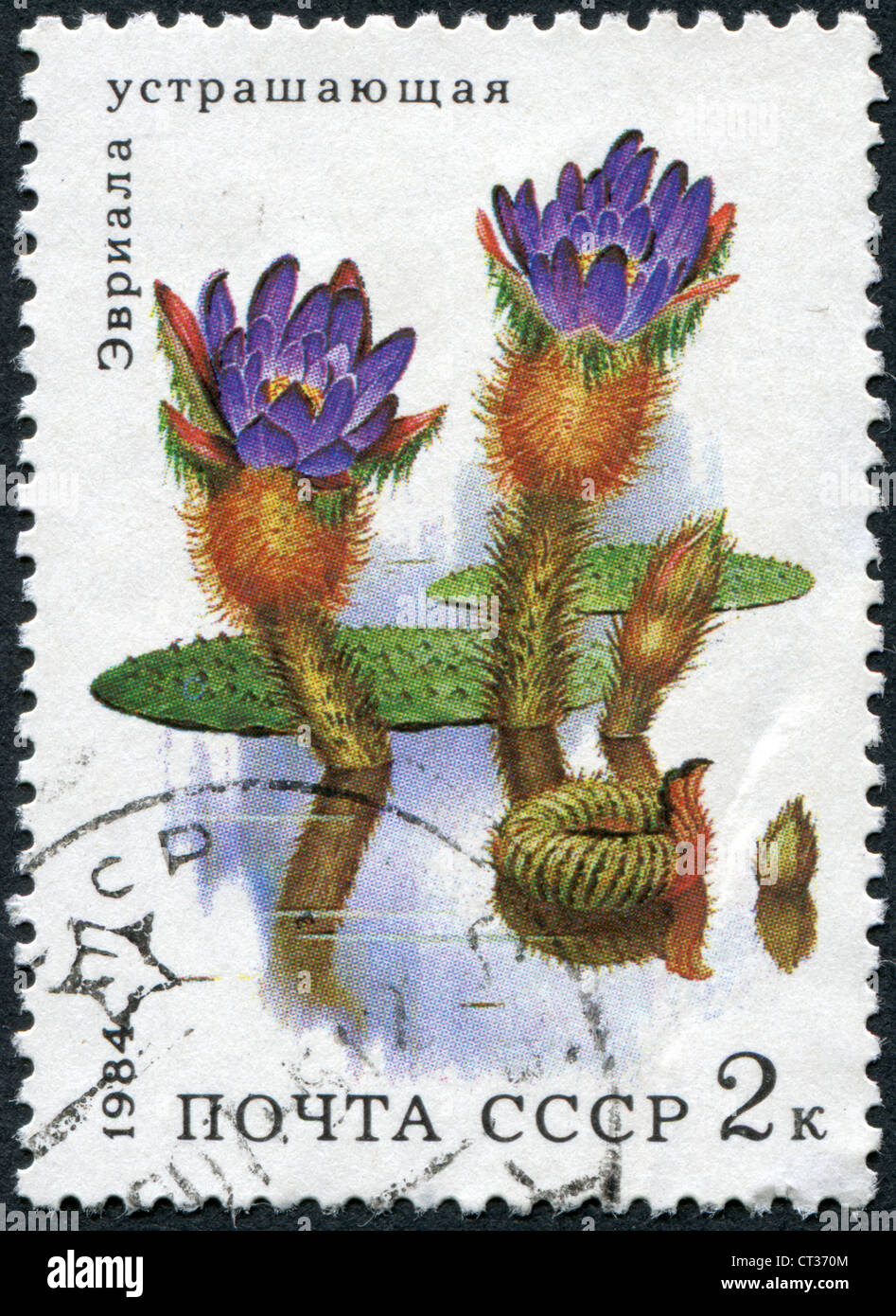 USSR-CIRCA 1984: eine Briefmarke gedruckt in der UdSSR, zeigt Wasserpflanze Euryale Ferox, ca. 1984 Stockfoto