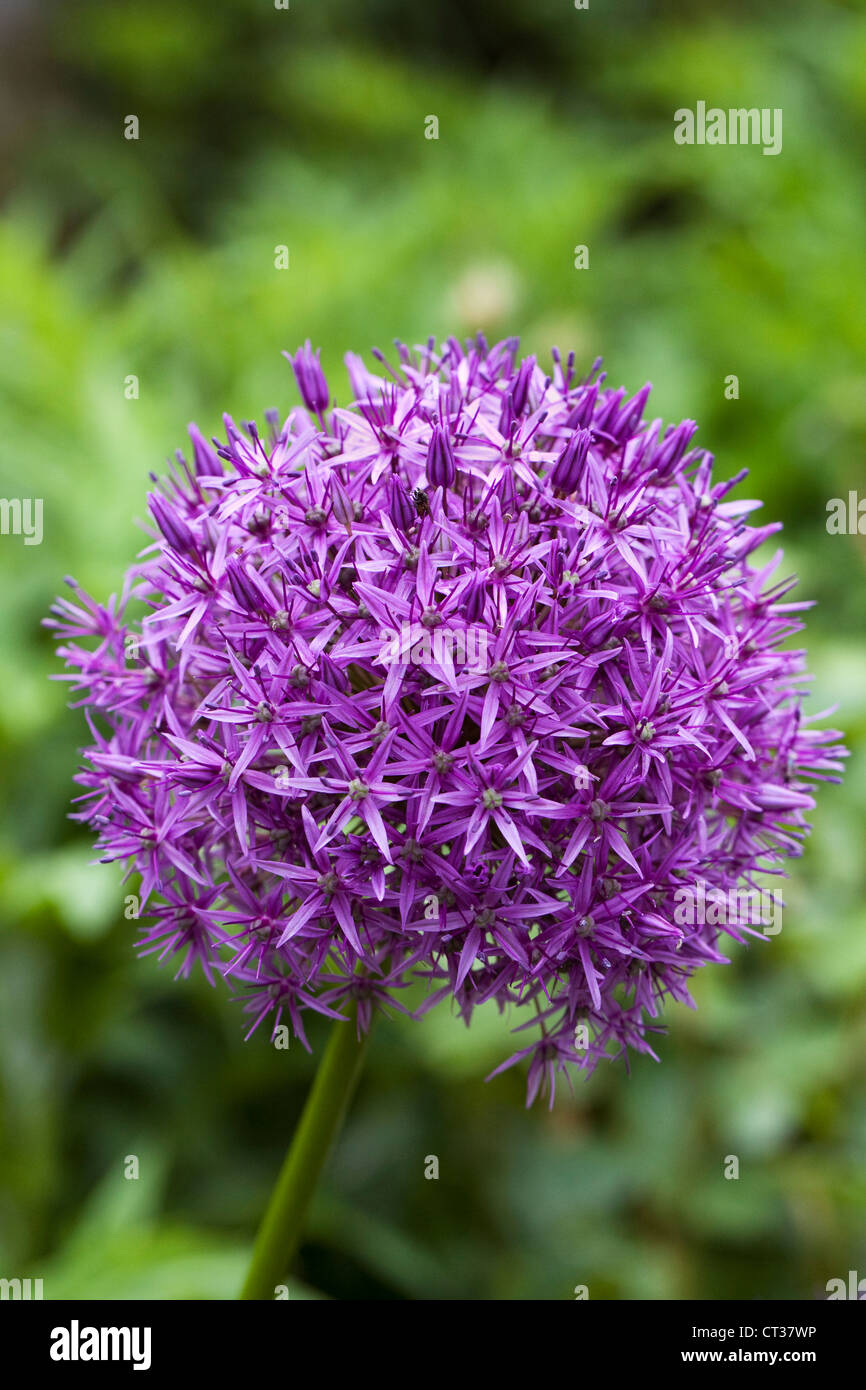 Allium 'Globemaster' in einem englischen Garten. Stockfoto