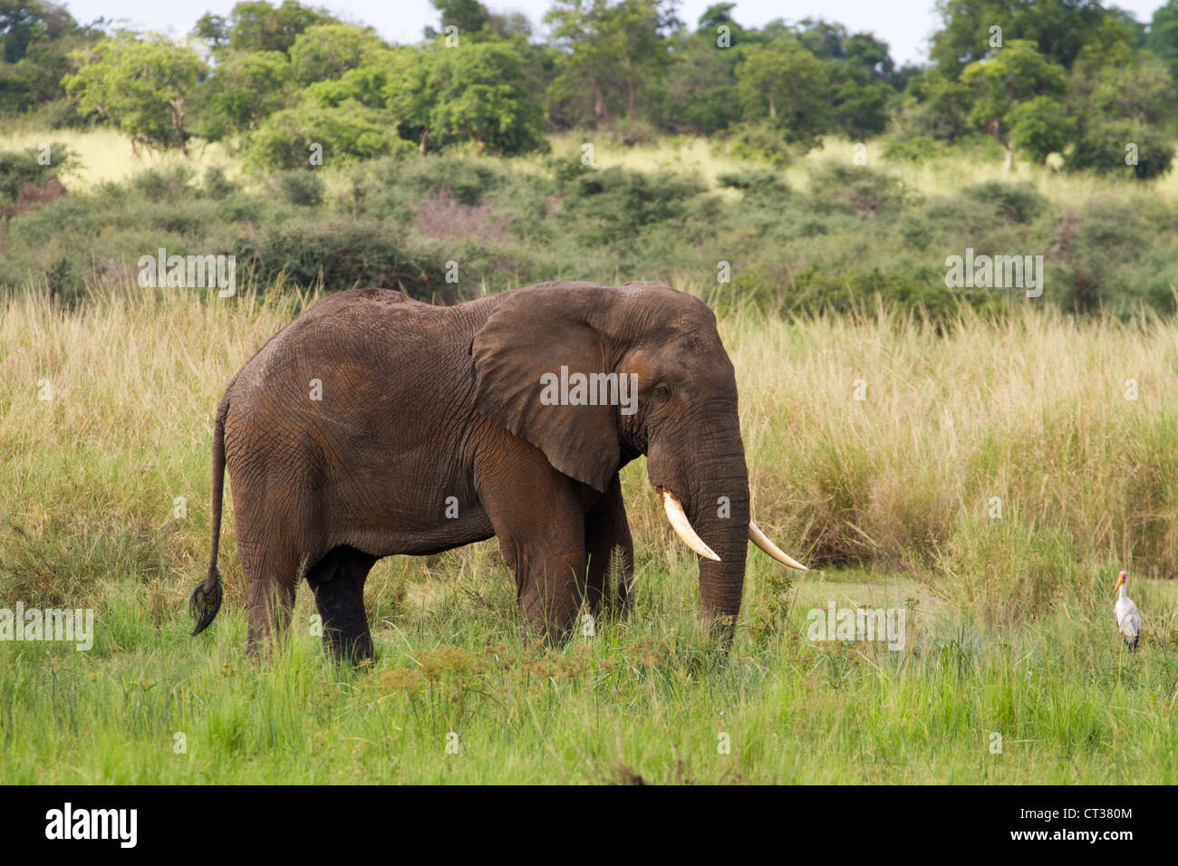 Männlichen afrikanischen Elefanten (Loxodonta Africana) Trinkwasser Murchison Falls National Park, Uganda Stockfoto
