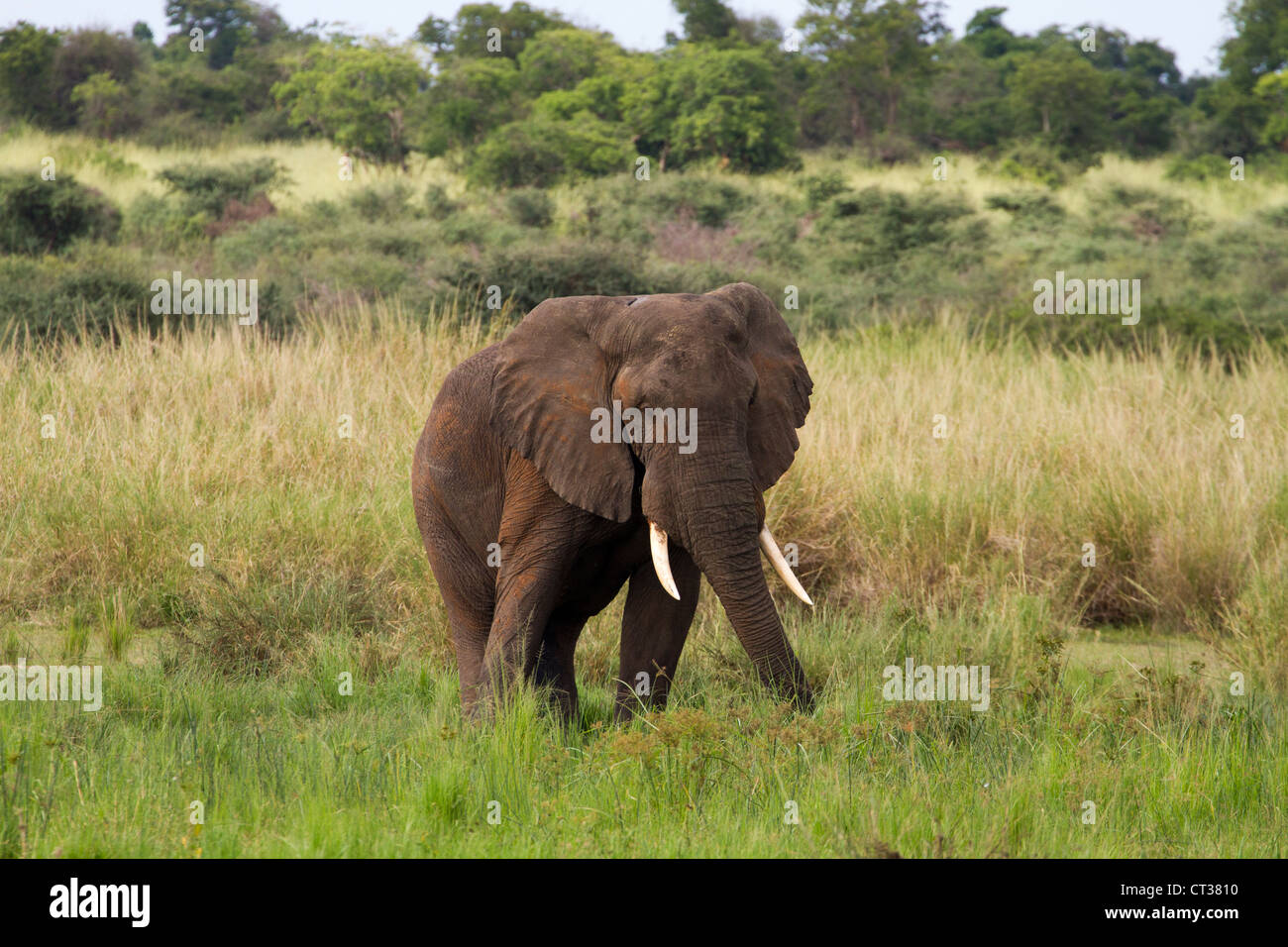 Männlichen afrikanischen Elefanten (Loxodonta Africana), Murchison Falls National Park, Uganda Stockfoto