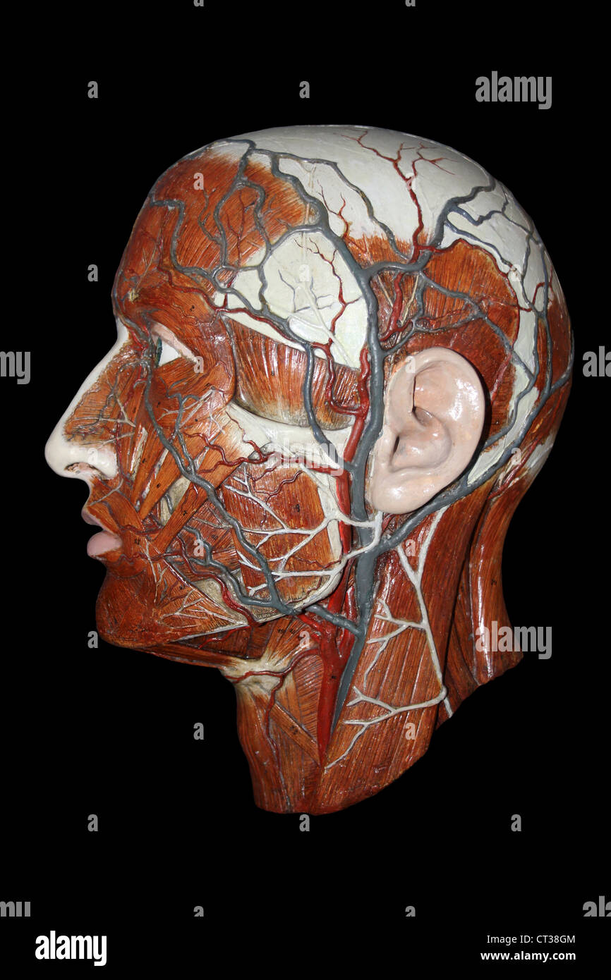 Anatomisches Modell des menschlichen Kopfes mit Arterien und Venen Stockfoto