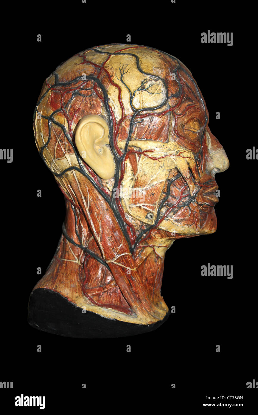 Wachs anatomisches Modell des menschlichen Kopfes mit Arterien und Venen Stockfoto