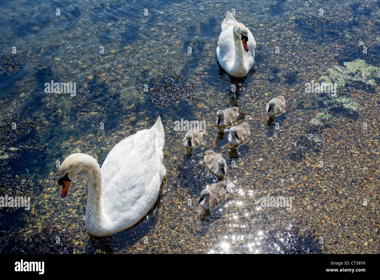 Swams mit Baby Signets Portsmouth Harbour Stockfoto