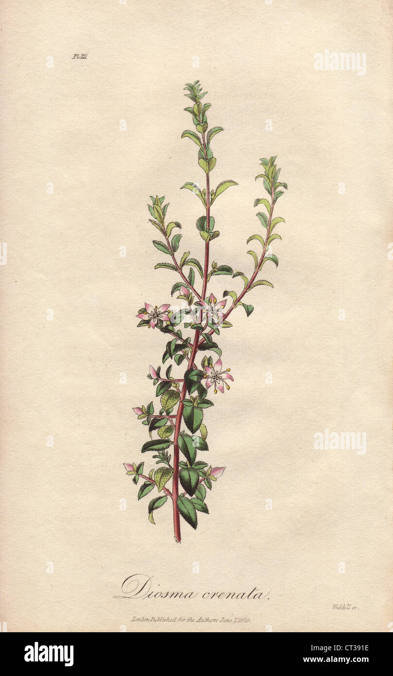 Ovale Blatt Buchu, Agathosma Crenulata. Stockfoto