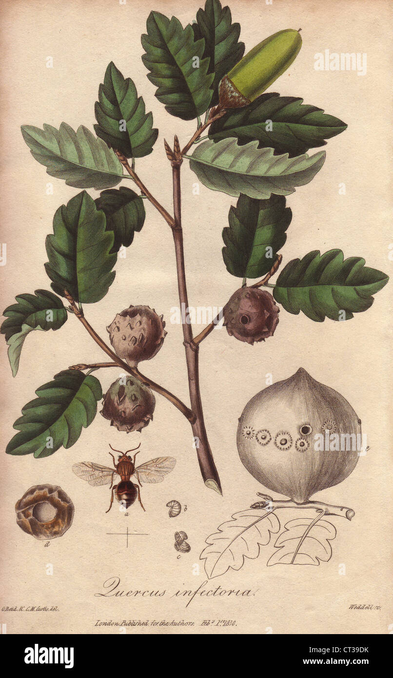 Gall-Eiche und Gall Wasp, Quercus Lusitanica. Stockfoto