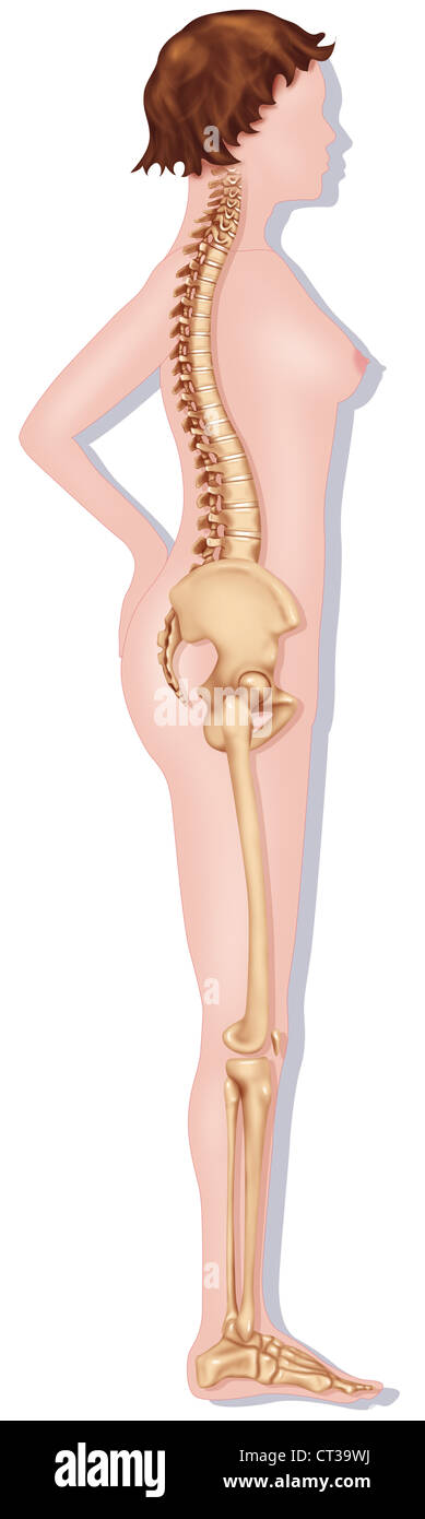 SKELETT, ILLUSTRATION Stockfoto