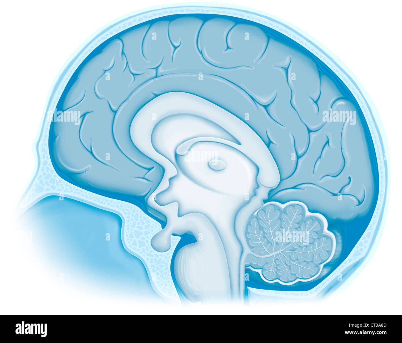 GEHIRN, ZEICHNUNG Stockfoto