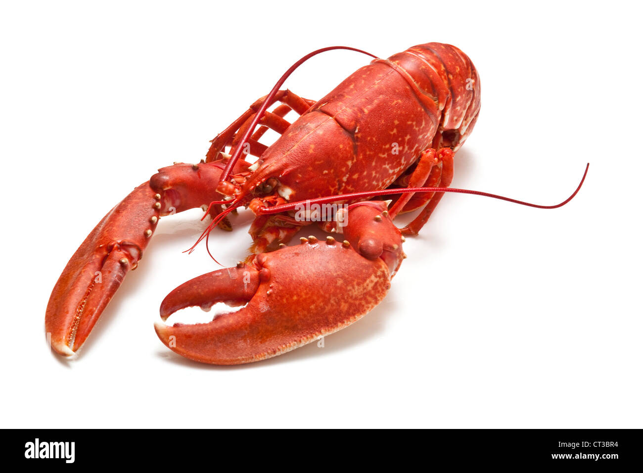 Gemeinsamen europäischen Hummer isoliert auf einem weißen Studio-Hintergrund gekocht. Stockfoto